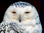 078-snowy owl