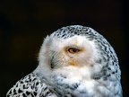 080-snowy owl