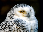 081-snowy owl