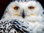 082-snowy owl