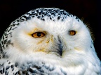 084-snowy owl
