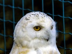 086-snowy owl