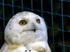 088-snowy owl