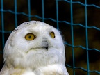 087-snowy owl