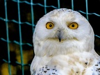090-snowy owl