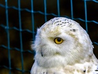 091-snowy owl