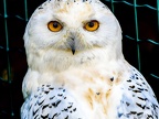 092-snowy owl