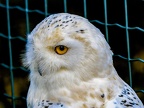 094-snowy owl
