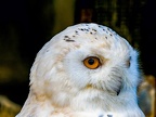 095-snowy owl