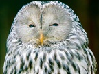 096-tawny owl