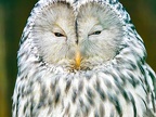 097-tawny owl