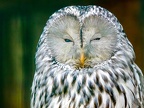 098-tawny owl