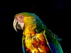 101-yellow-breasted macaw