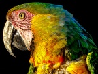 102-yellow-breasted macaw