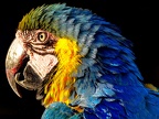 103-yellow-breasted macaw