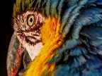104-yellow-breasted macaw