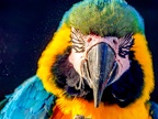 105-yellow-breasted macaw
