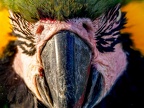 106-yellow-breasted macaw