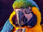 107-yellow-breasted macaw