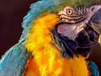 108-yellow-breasted macaw