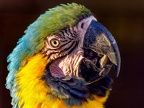 109-yellow-breasted macaw