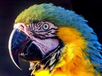 110-yellow-breasted macaw
