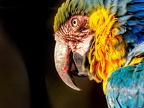111-yellow-breasted macaw