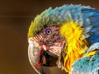 112-yellow-breasted macaw