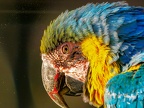 113-yellow-breasted macaw