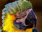 115-yellow-breasted macaw