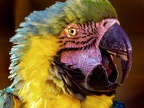 117-yellow-breasted macaw