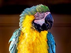 118-yellow-breasted macaw