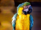 119-yellow-breasted macaw