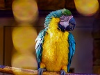 120-yellow-breasted macaw