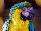 121-yellow-breasted macaw