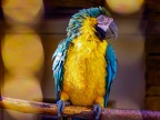 122-yellow-breasted macaw