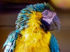 123-yellow-breasted macaw