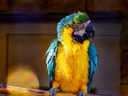 124-yellow-breasted macaw
