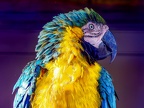125-yellow-breasted macaw