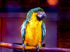 126-yellow-breasted macaw