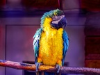 127-yellow-breasted macaw