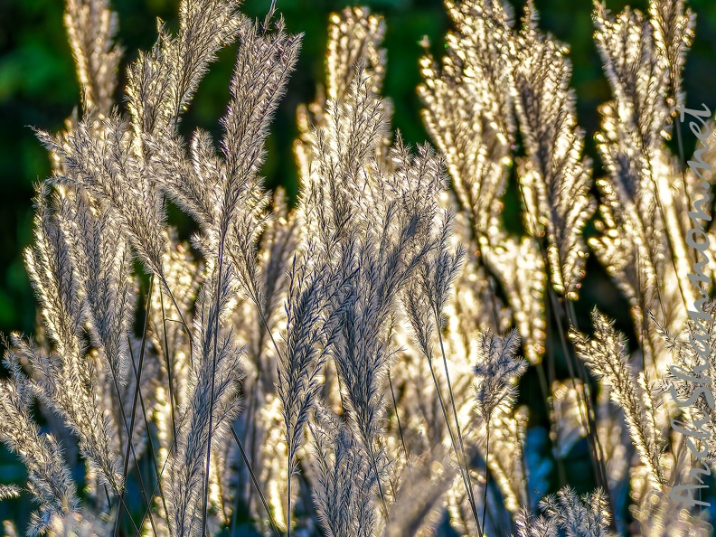 022-essen grugapark botanical garden
