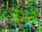 052-essen grugapark botanical garden
