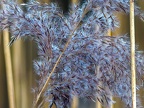 076-essen grugapark botanical garden