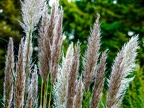 077-essen grugapark botanical garden