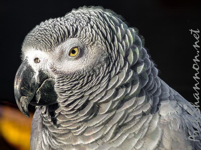 1073-gray parrot - grugapark botanical garden