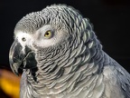 1073-gray parrot - grugapark botanical garden