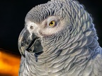 1074-gray parrot - grugapark botanical garden