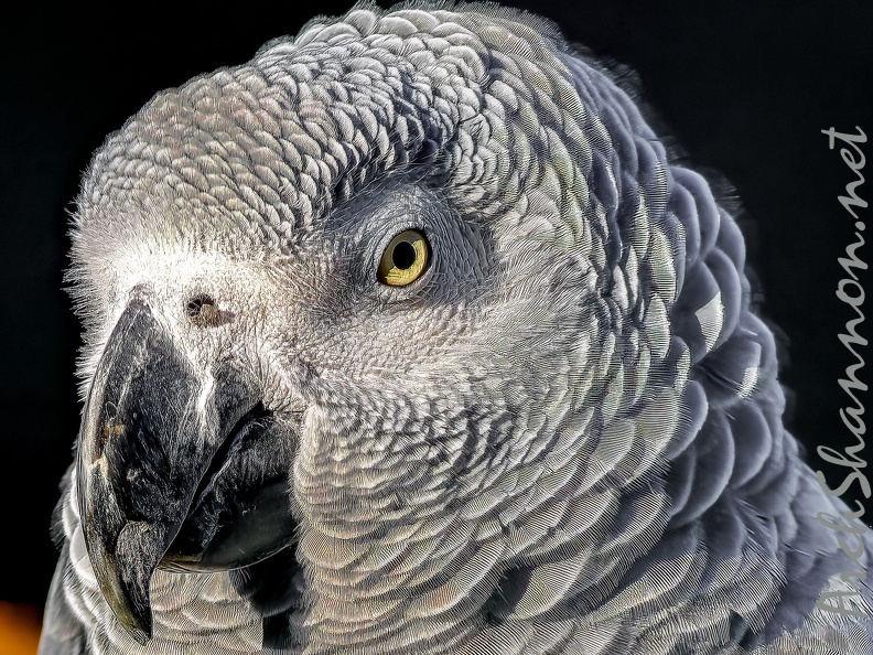 1076-gray parrot - grugapark botanical garden