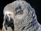 1076-gray parrot - grugapark botanical garden